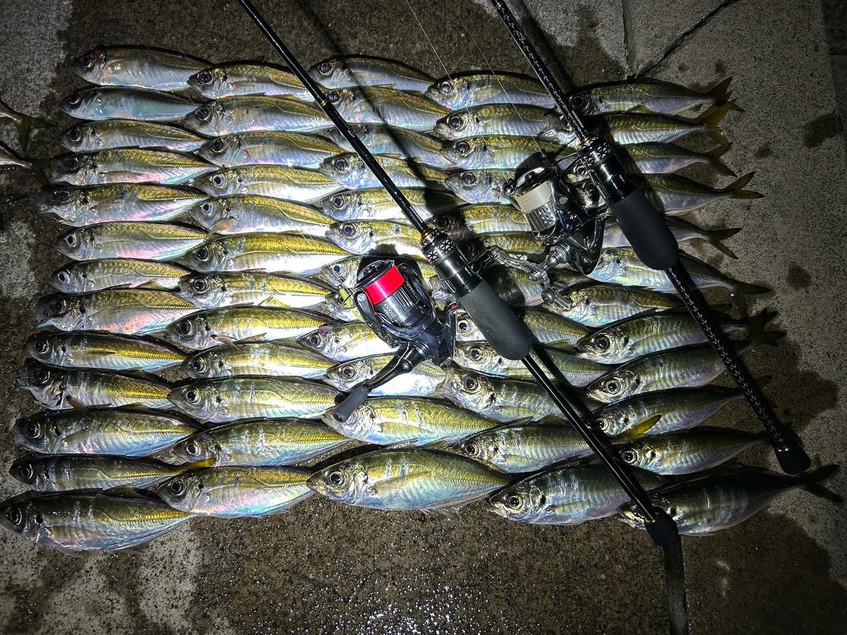 kagawaAngler007's tweet photo. 釣り納め🎣

2人で100匹越え！
スプリッド、ジグ単使い分けてなかなか楽しめた😁

#エバーグリーン
 #エバーグリーンインターナショナル 
#釣り納め https://t.co/Sb06vOURju
