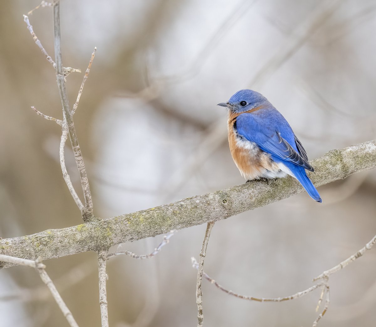 JocAPhotography's tweet photo. An Eastern Bluebird and his beautiful blues. 💙 https://t.co/mW9qJrGcH1