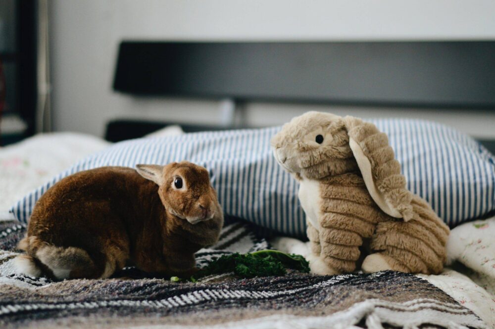 gotraveltails's tweet photo. Oh just take a look at this!  #Toy #Vertebrate #Comfort #Wood #Fawn #RabbitsandHares #Terrestrialanimal #Snout #Fur #Rectangle https://t.co/EezaONgT3q