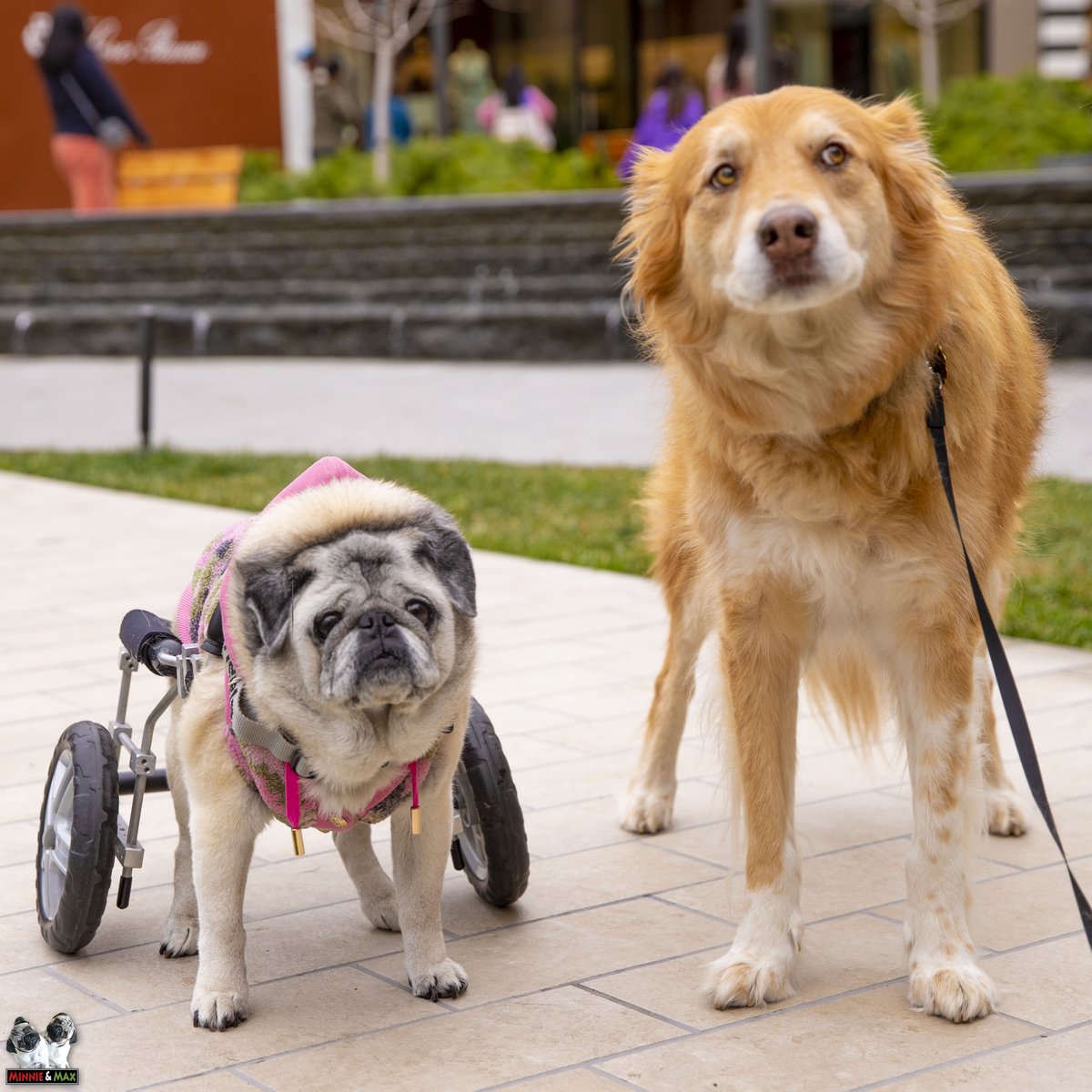 MaggieMiloPugs's tweet photo. Cousin Skye has been staying with us throughout the holidays. It's hard to believe she once was the same size as Minnie and Max! ❤️🧡💚
#ThrowbackThursday #FamilyFun #Pug #NotAPug https://t.co/HZlmcEII6P
