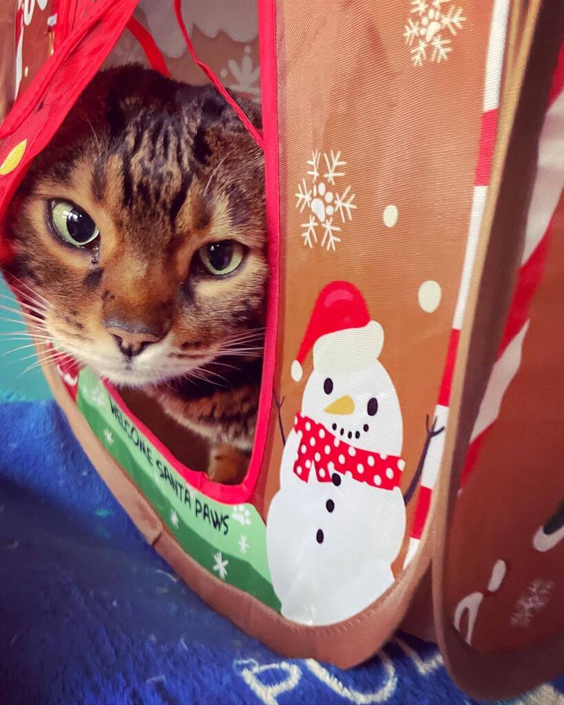 NeelixtheBengal's tweet photo. Is it safe to come out now? https://t.co/zTjyOJuwra https://t.co/HVj1AEFfKk