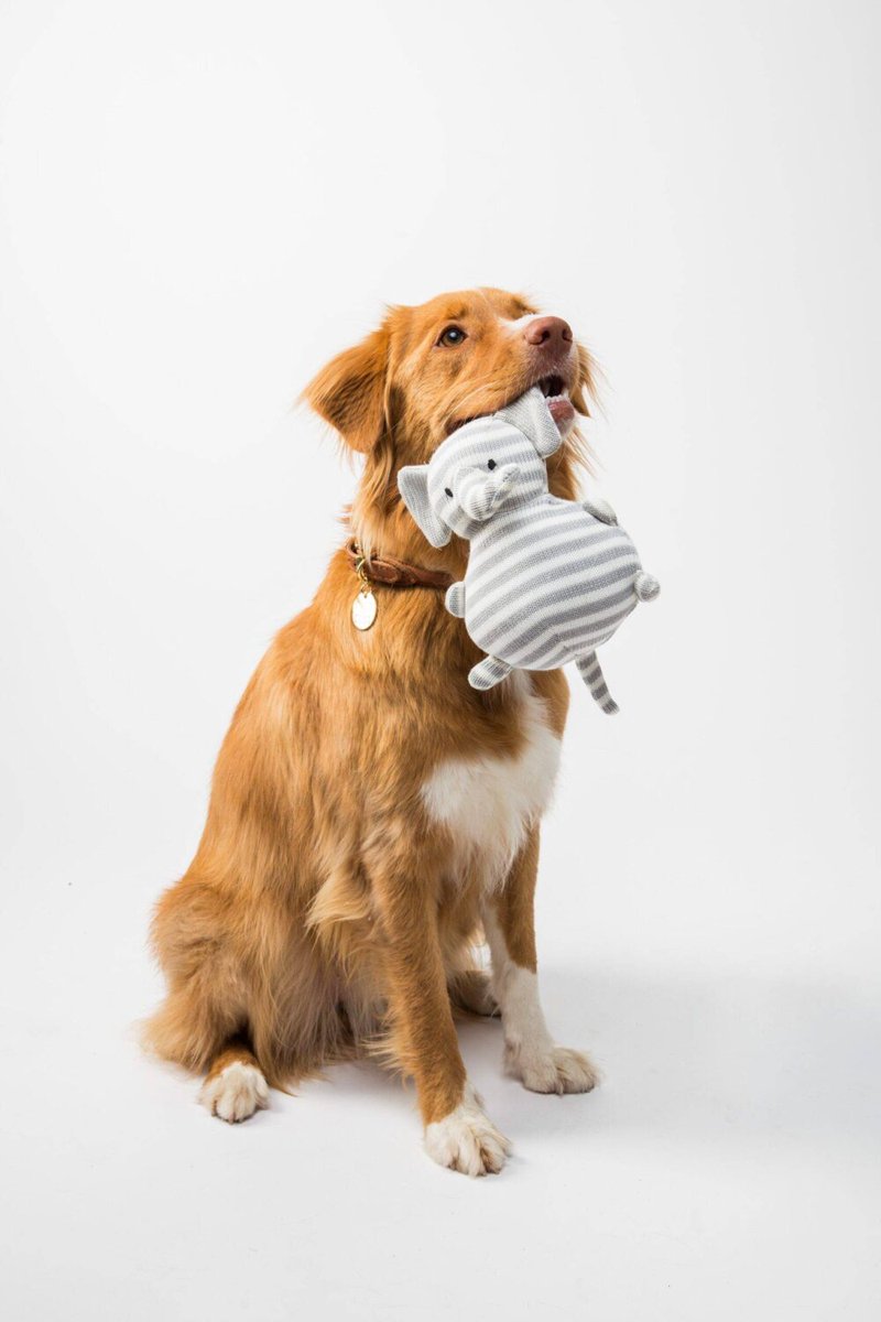 gotraveltails's tweet photo. Great, huh?  #Dog #Liver #Carnivore #Fawn #Companiondog #Dogbreed #Workinganimal #Tail #Fur #SportingGroup https://t.co/Spv0Y3xYuN