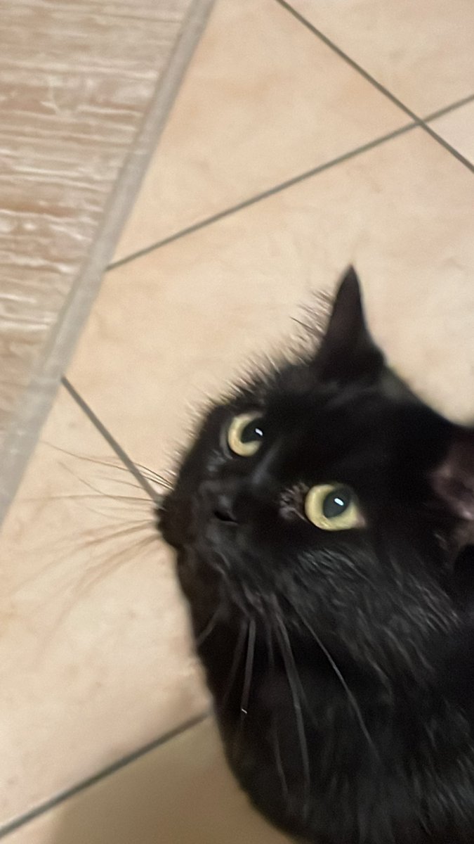 Nina0673's tweet photo. Avete anche voi un gatto che quando trova la porta della doccia aperta, entra, emette miagolii disperati e quando andate a vedere che succede, tutti allarmati, vi fa gli agguati e scappa?
#sushithecat https://t.co/1wzgcNNkm5