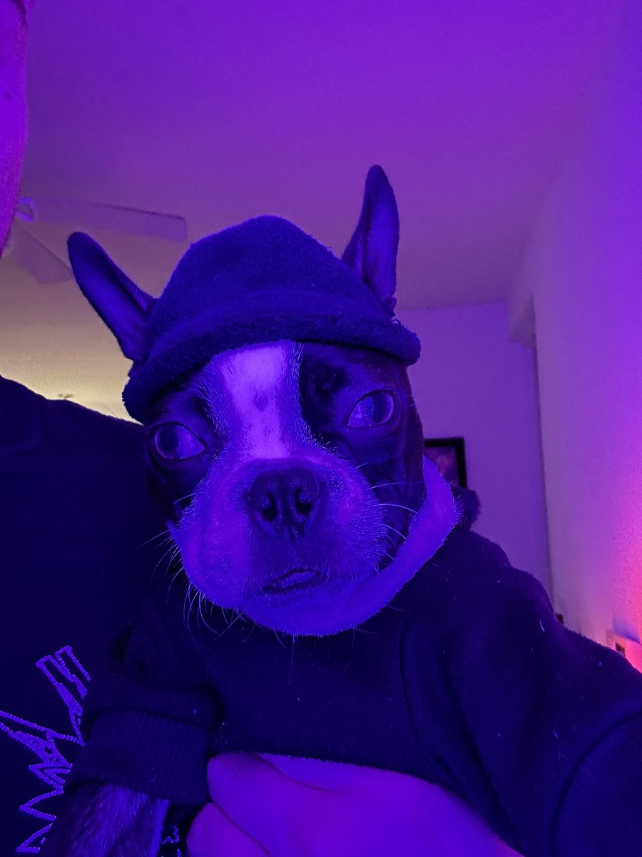 CarloBacaU's tweet photo. Turbo #bostonterrier https://t.co/FArAQoOFtv