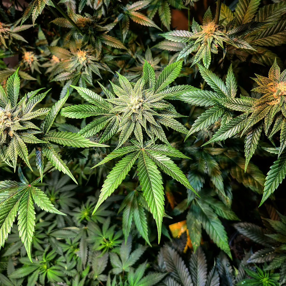 #peanutbutterbreath by <a href="/Thugpuggenetics/">Thugpug Genetics</a> on day 32 of flower.