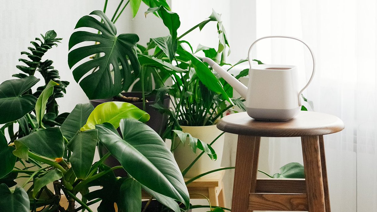 Have a green thumb or just can't keep your office plant upright? Attend the Happy Healthy Houseplants class at the Coppell Senior and Community Center. This class is being presented by <a href="/GrowItDesigns/">Grow It Land Designs</a> and Keep Coppell Beautiful. Register at coppellactivities.com.🌱