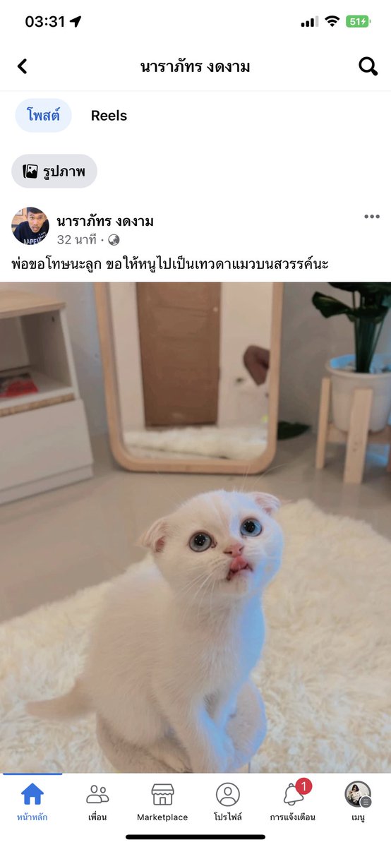 bxsogood's tweet photo. โอ้ยสงสารบักโส ฉันพึ่งโดนตกไปเอง 🥹😭 ไปอยู่ดาวแมวนะลูก #บักโส น้องโดนหมากัด https://t.co/kZzkwQlrjU
