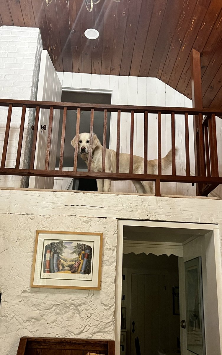 Layla the Dog tweet media