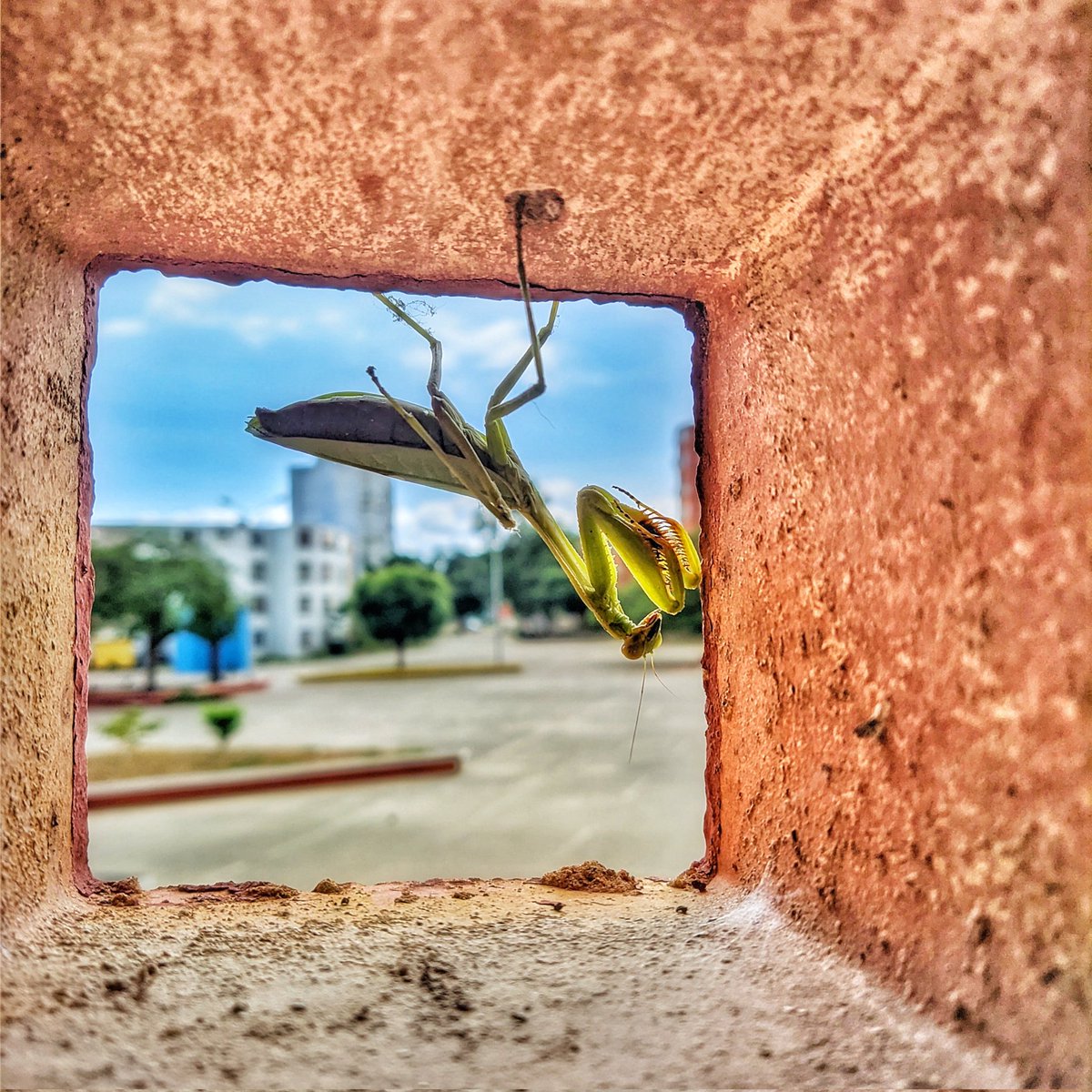 AndresOmana's tweet photo. Tome esta Foto desde Mi telefonito Chino Y Creo que Quedo Brutal. Al Mejor Estilo de @NatGeo_la @NatGeo  Si Te Gusto Dale RT para Que la Gente La Vea!  #MantisReligiosa #GuacaraTown https://t.co/OETbAWqcA2