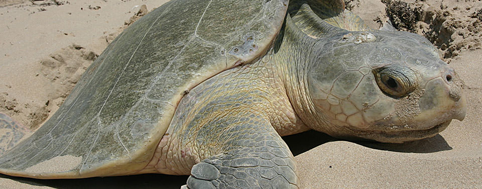 noaaocean's tweet photo. The Endangered Species Act turned 49 yesterday - do you know the difference between a threatened and endangered species? https://t.co/imWjDVy5wb https://t.co/odFRhMlQzh