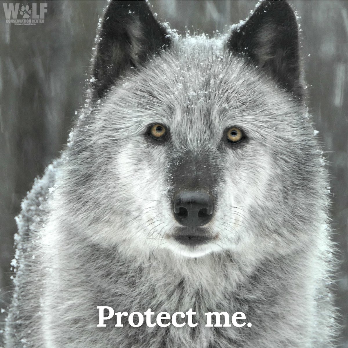 Wolf Conservation Center 🐺 tweet media