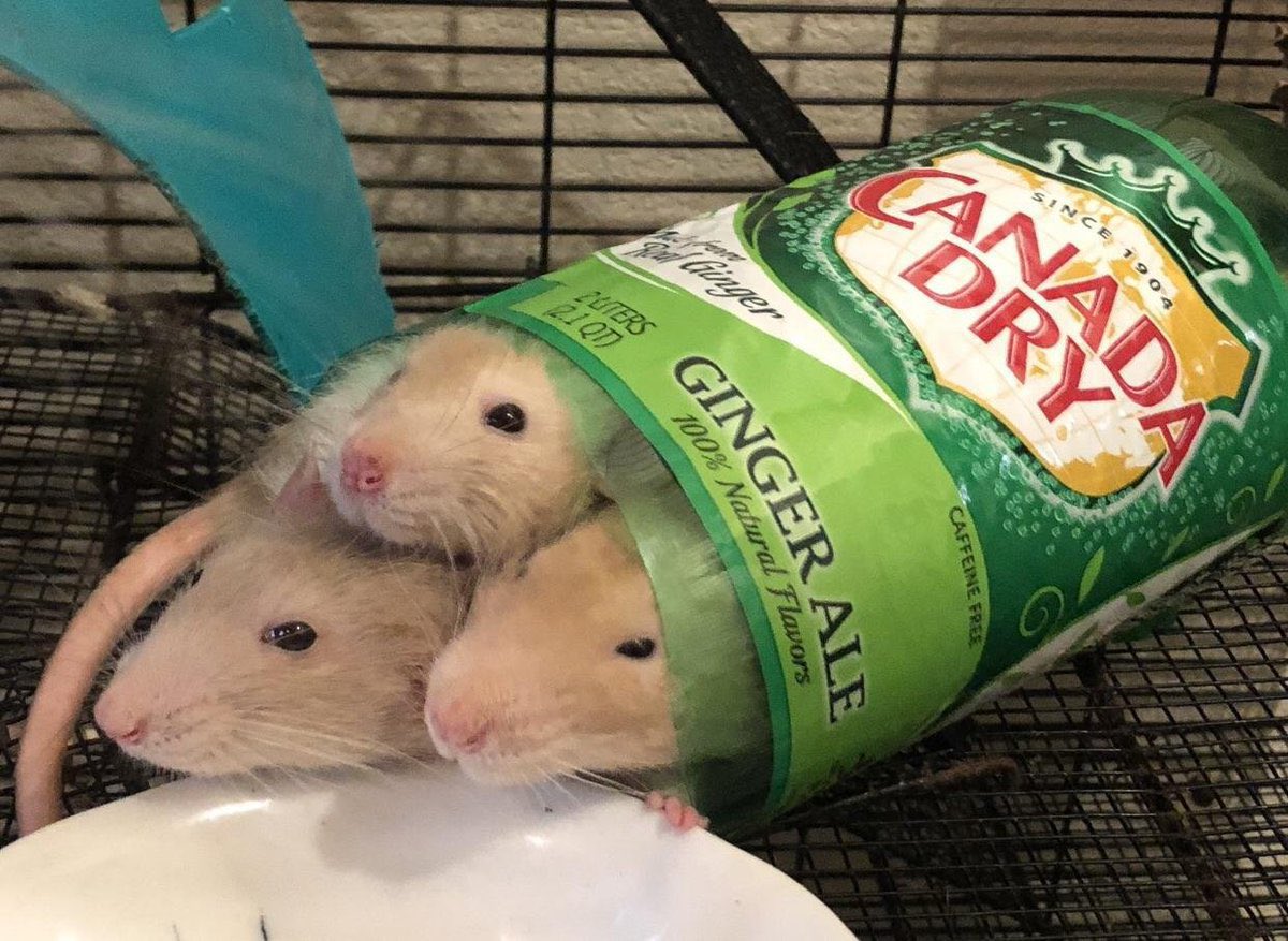 Rats (@legalizerats) on Twitter photo 