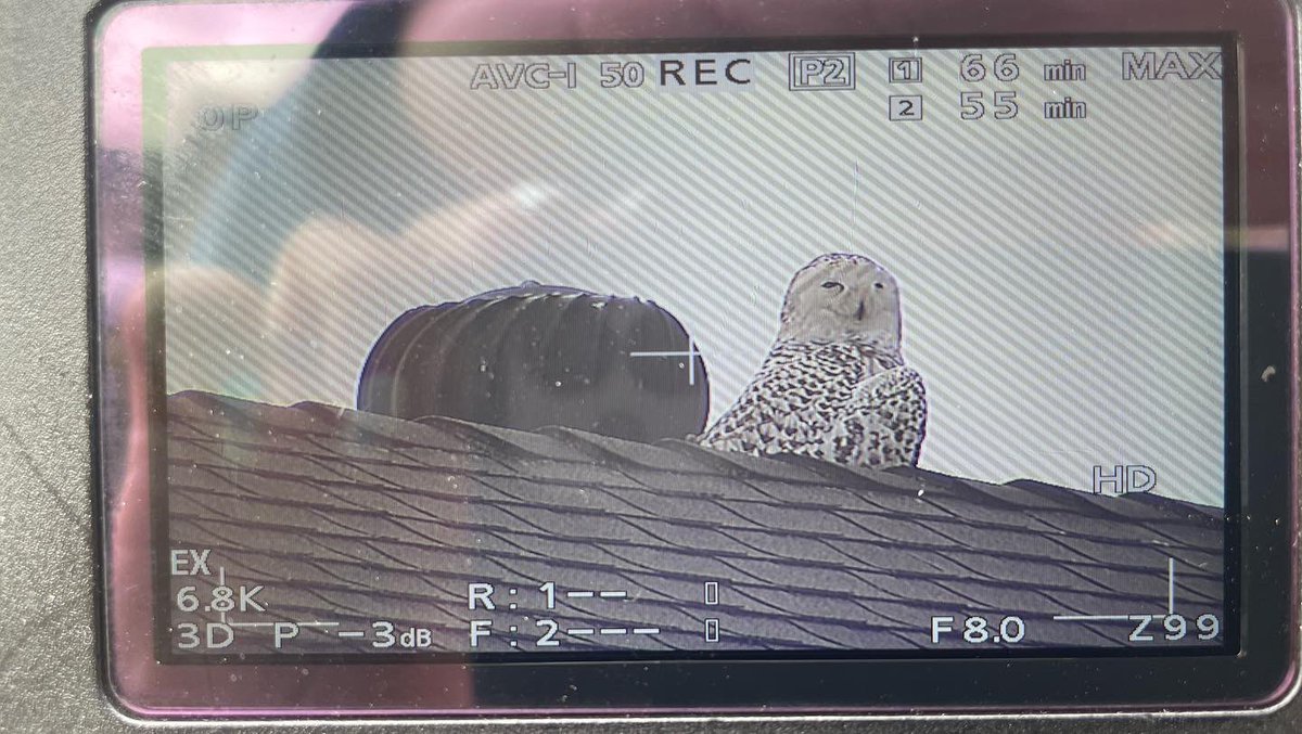 JessicaDeNovatv's tweet photo. A rare #snowyowl sighting in #Cypress has crowds gathering in this #OC neighborhood and me freaking out! This is a dream come true for me, just never thought it would happen in SoCal! Isn’t it adorable?! We’re live with reaction from bird enthusiasts today @ABC7 at 4:30. https://t.co/4Di9tDdsli