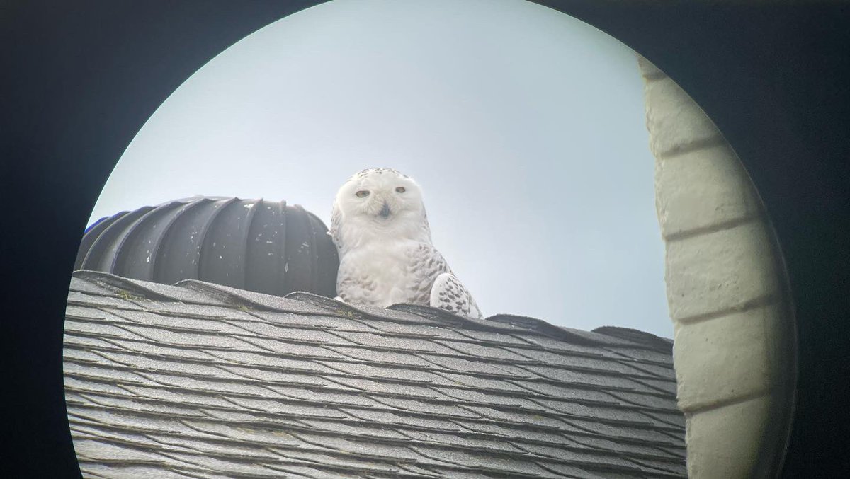 JessicaDeNovatv's tweet photo. A rare #snowyowl sighting in #Cypress has crowds gathering in this #OC neighborhood and me freaking out! This is a dream come true for me, just never thought it would happen in SoCal! Isn’t it adorable?! We’re live with reaction from bird enthusiasts today @ABC7 at 4:30. https://t.co/4Di9tDdsli