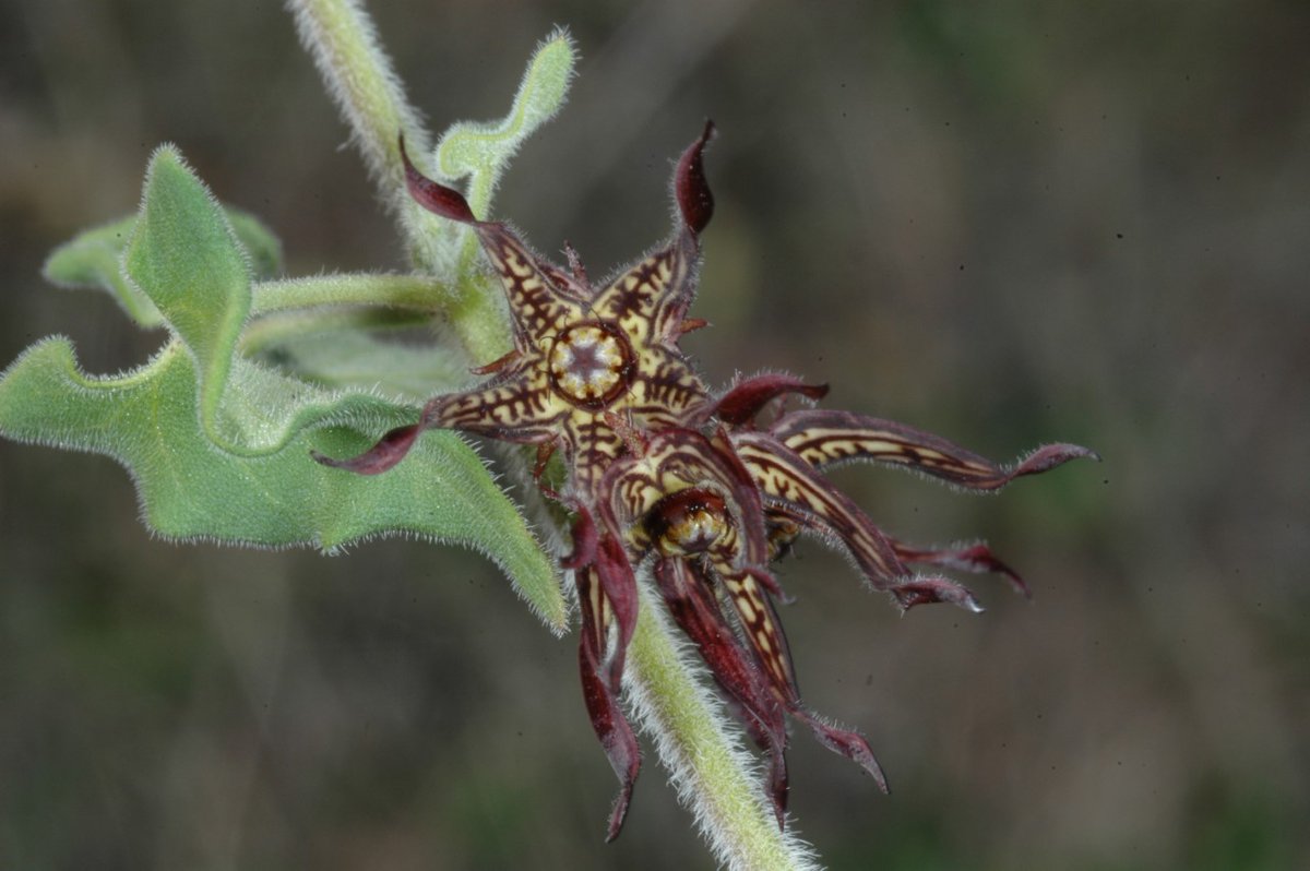 MO Botanical Garden tweet media