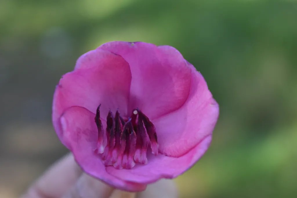 MO Botanical Garden tweet media