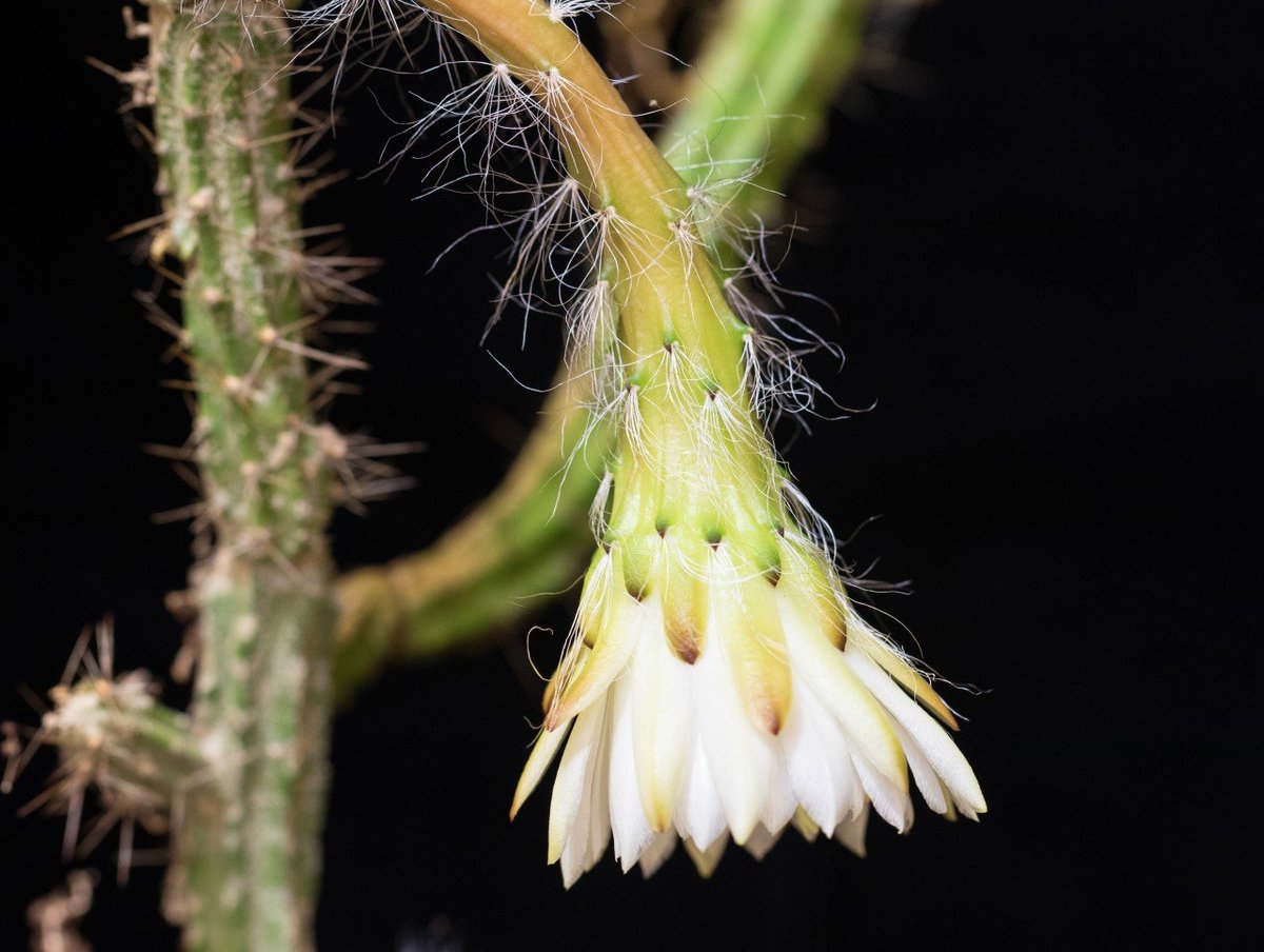 MO Botanical Garden tweet media