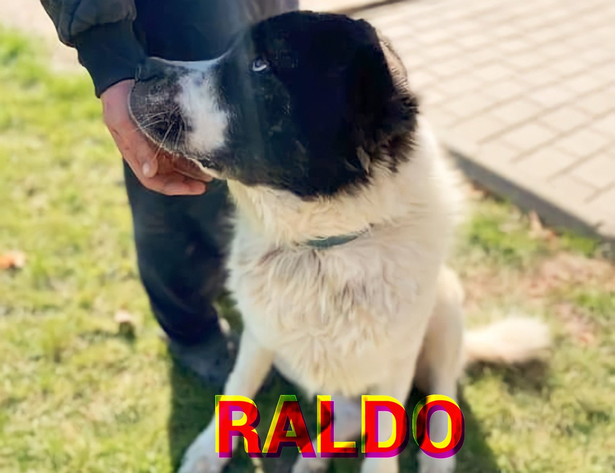 SaveAKSDog's tweet photo. 2/3.... #Raldo is now ready for his #home , & in need of a gentle, warm, & loving person to give him the best yrs of his life. You cannot help but fall in love with him! ๐ถ๐
Pls retweet ๐
Thread 2/3
#dog #dogs #forgottensoulshour #DogLover #ChristmasEve
New Year's Eve ! https://t.co/CKCYMxGm6B