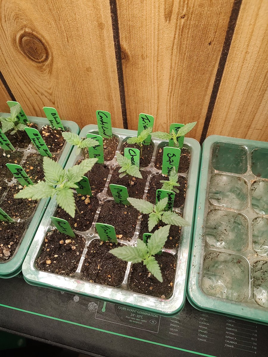 DavidHahs87's tweet photo. Got some new ladies in the works. Very excited for the 2023 growing season! #Marijuana #Legalweed #medicalmarijuana #CannabisCommunity #Nukeheads https://t.co/PDTq9RzmLe