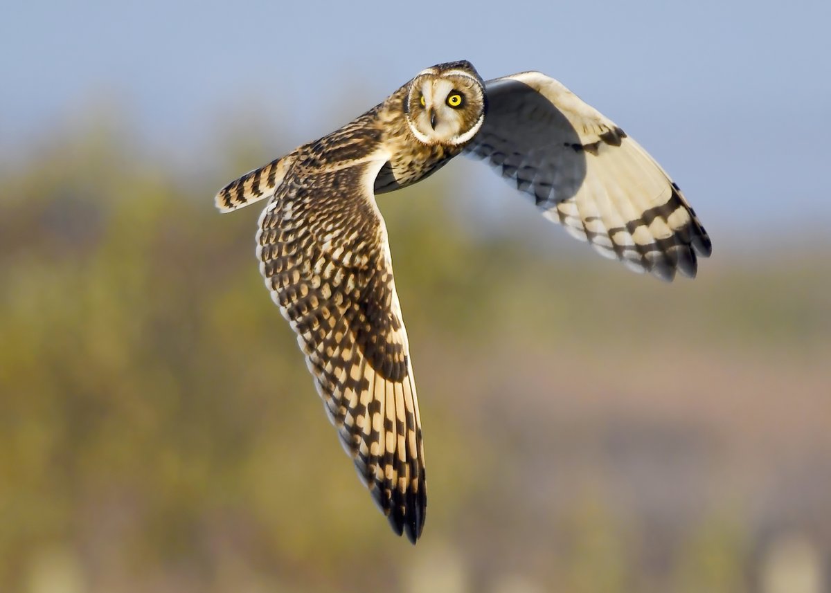 Still one of my favourite photos... Short Eared Owl at Steart Marshes in Somerset a couple of years ago.😍🦉
