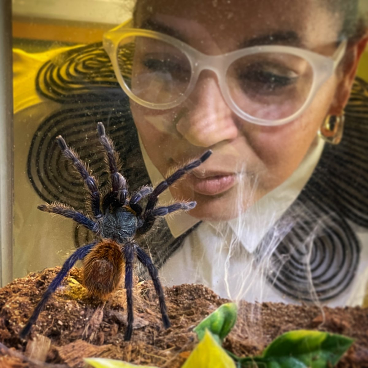ScienceMusofVA's tweet image. Looks like our tarantula was in the mood for a staring contest! 👀

#DontBlink #StaringContest #VAmuseums #ScienceMuseum #AnimalLab #science #tarantula #ISeeYou #WhosWatchingWho #AnimalPoses #BigSpider #Spider #rva #HiFriend