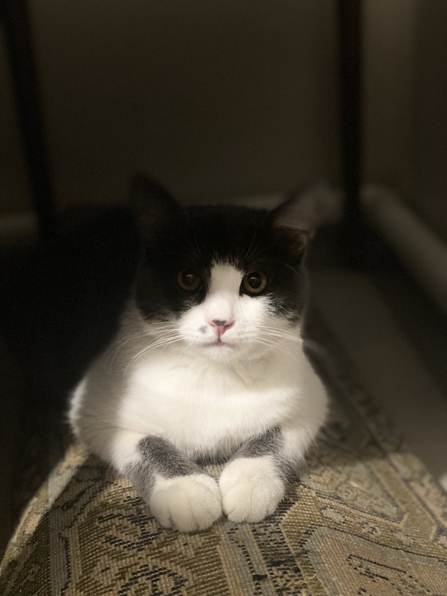 wolfann2014's tweet photo. Моя душа❤️😻 https://t.co/igXUcWjwaL
