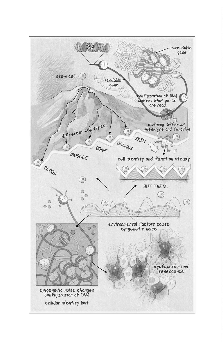 davidasinclair's tweet photo. Here's an example of Catherine Delphia's work in https://t.co/0I7aeq8QL7 https://t.co/7xUDqqBcBo https://t.co/vMU8cHloym