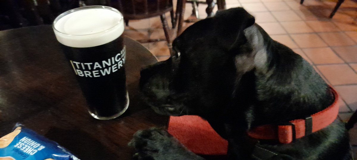 Could you put it in a little bowl for me, can't quite get my paws round this glass #Pub #staffordshirebullterrier  <a href="/hitwpompey/">hitwpompey</a>
