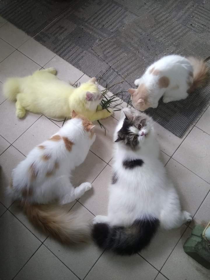 kochengfs's tweet photo. 🐈

Ape lo liat-liat?! https://t.co/nLjdPSMYCD