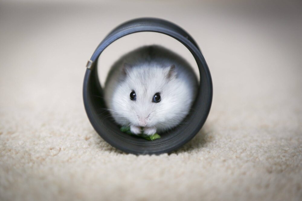 gotraveltails's tweet photo. That`s just superb!  #Vertebrate #Carnivore #Felidae #Grey #Rodent #Whiskers #Pest #Hamster #Smalltomediumsizedcats #Terrestrialanimal https://t.co/Nb2CYuUsmK