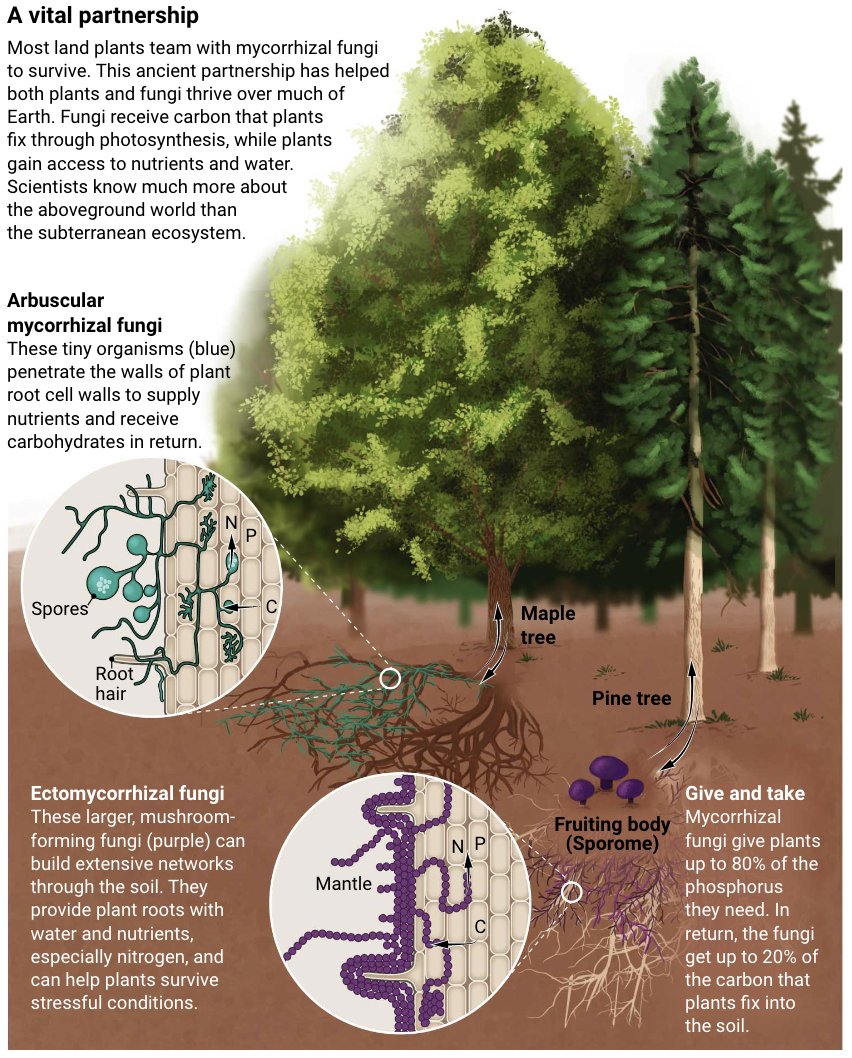 ScienceMagazine's tweet photo. Most land plants team with mycorrhizal fungi to survive. This ancient partnership has helped both plants and fungi thrive over much of Earth. 

Learn more in this @NewsfromScience feature: https://t.co/ojwNKKl5EW https://t.co/KznQ8UxTXH