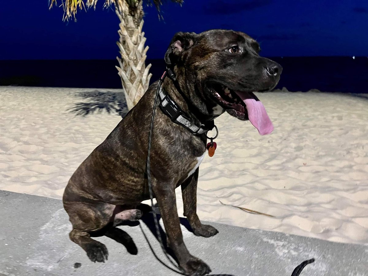 SaybeeEcce's tweet photo. My Bronson approves or move to the coast♡ https://t.co/C2TAjCCWCo
