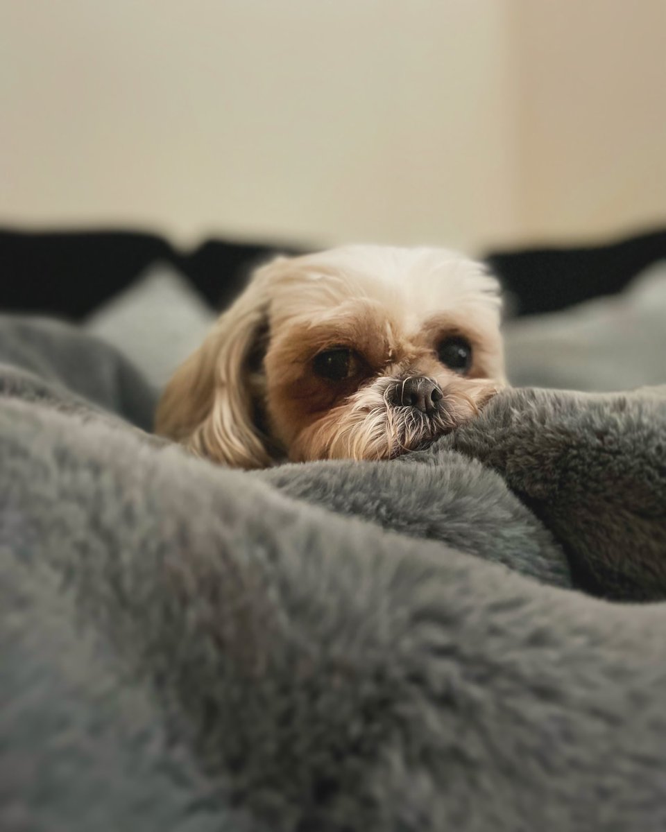 Zoe_Jane's tweet photo. She loves her home comforts 🥰
Call me biased but she’s the most beautiful wee woman ❤️ https://t.co/QIYtIdUWk5