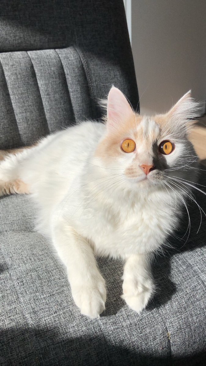 mustafakesli's tweet photo. baileys the cat 🧡 https://t.co/vYC7vZfPhO