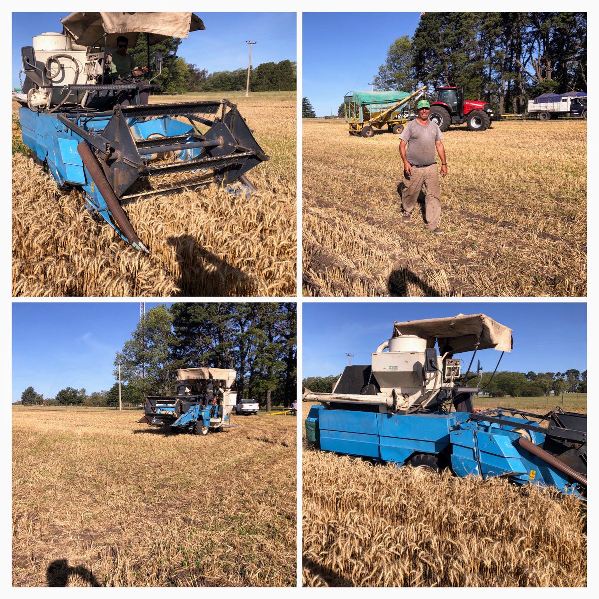 LopezdeSabando's tweet photo. Terminando ensayos de trigo cebada avena 2022. Biológicos, nutrición con p n s Zn y k, protección, cultivares y ambientes. ⁦@intaargentina⁩ ⁦@BuckSemillas⁩ ⁦@TandiliaReg⁩ https://t.co/qMXve9f6EY
