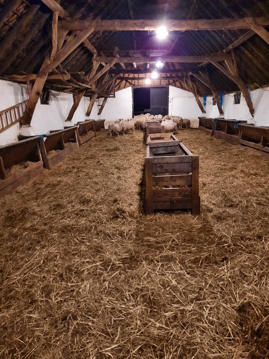 Net terug van de schaapskooi. Rond 22.45 uur werd er zwaar vuurwerk afgestoken bij de kooi. Bijna alle hoogzwangere schapen waren naar buiten gevlucht. STEEK GEEN VUURWERK AF BIJ DIEREN.