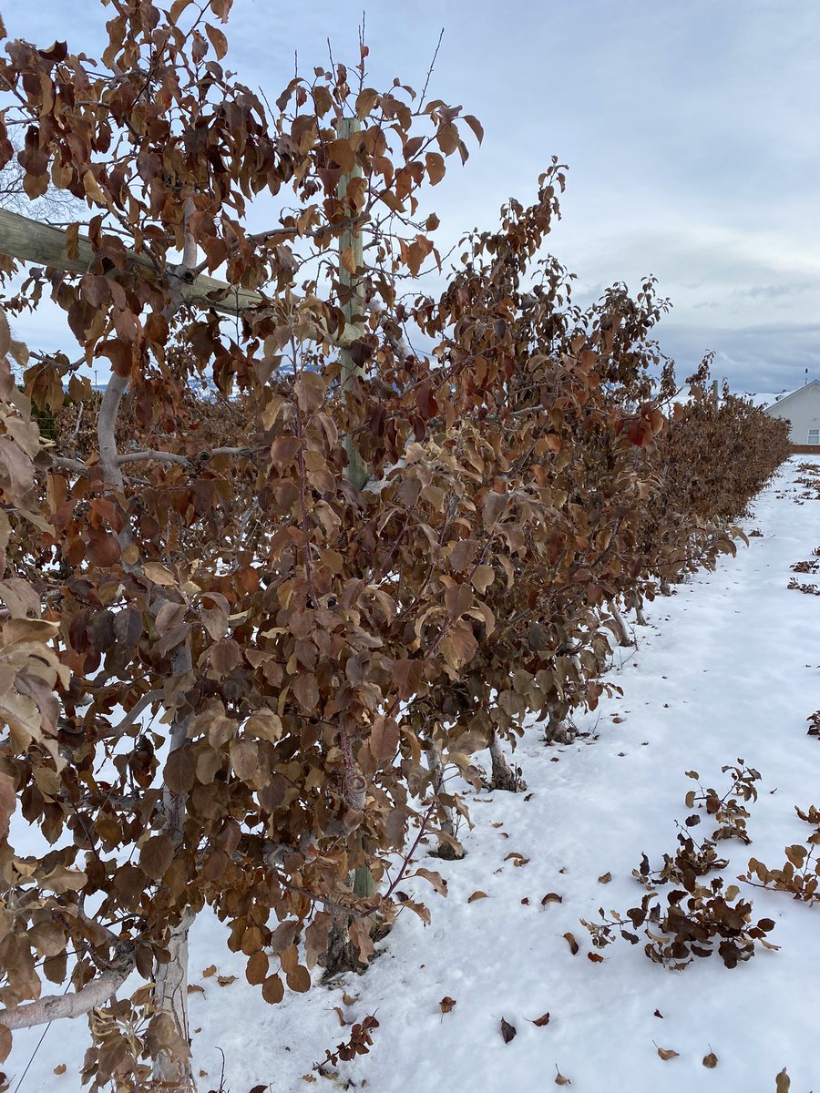 With the quick summer to winter we had the apple leaves have not fallen and don’t look like they will anytime soon. Slow pruning! Worried about possible damage #farminglife #bcapples