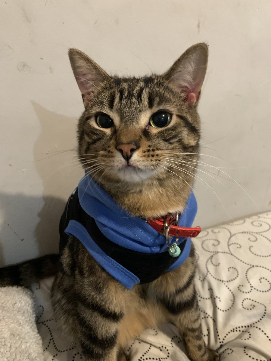 LilsLuluboo's tweet photo. Got a new hoodie today😸
#CatsOfTwitter #catsofinstagram # https://t.co/FH3ssTwyAA