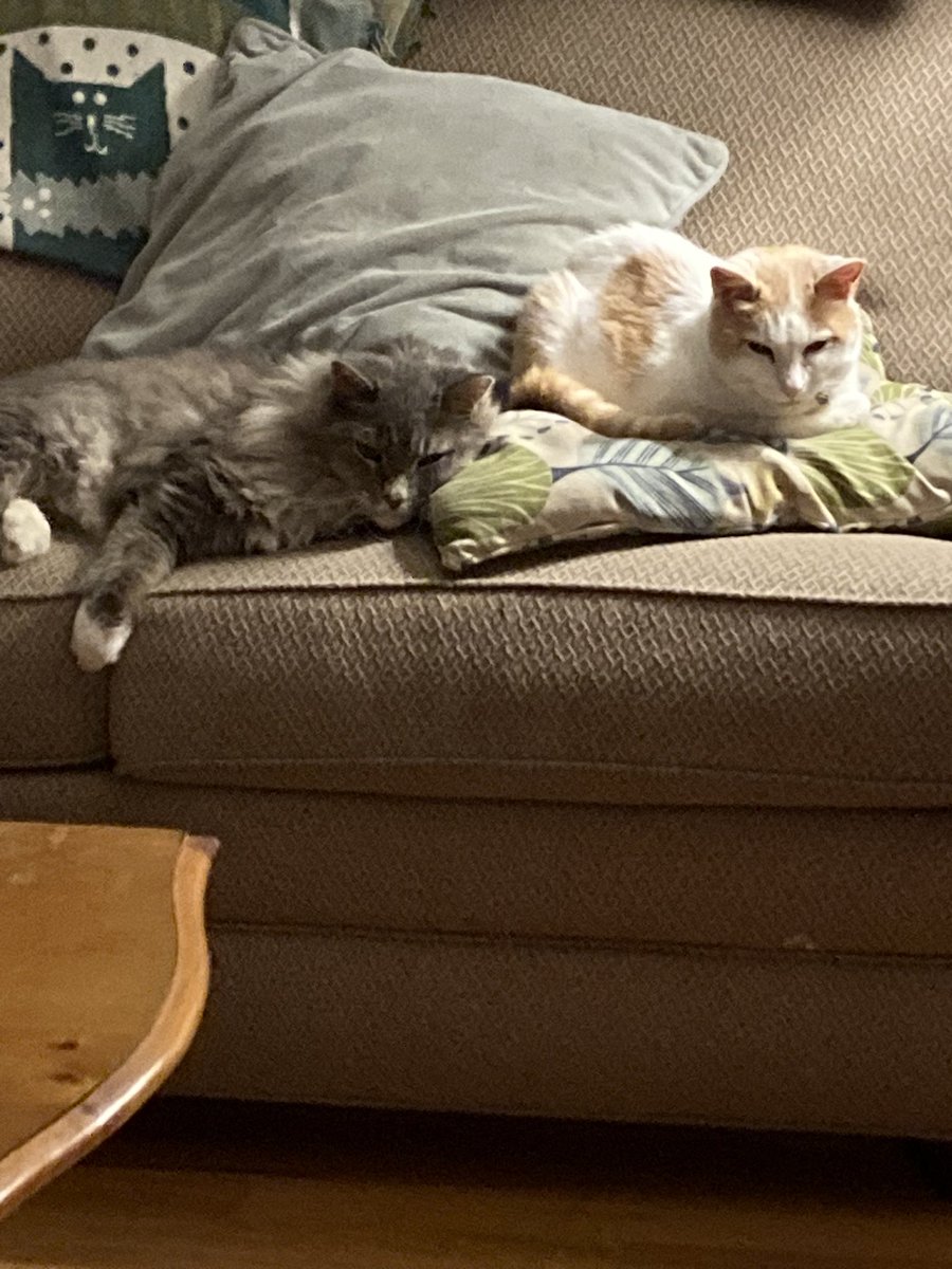 Me &amp; my bro Crash (<a href="/CrashTheFloof/">Crash</a>) doin what we do best chillin 😹😸😹💤💤💤