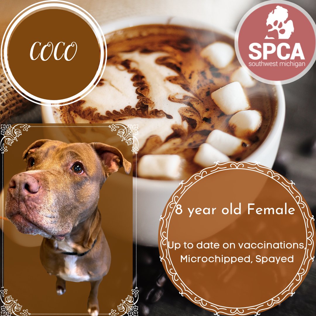spcaswmich's tweet photo. Coco is available for adoption!

You are welcome to come in anytime during our open hours: Monday through Friday from 11am-7pm and Saturday from 11am-4pm. We do our last adoptions a half hour before we close.
New Year's Eve we are open from 11am-2pm.

Coco's adoption fee is $20 https://t.co/j9ObdjcCqD