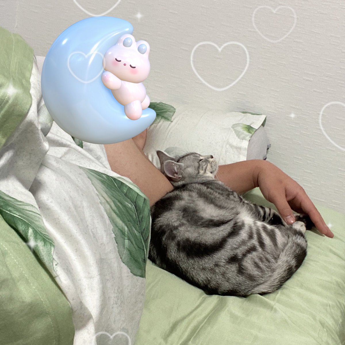 🐈‍⬛くうちゃん♂ (@Kuuchan_0614) / Posts / X