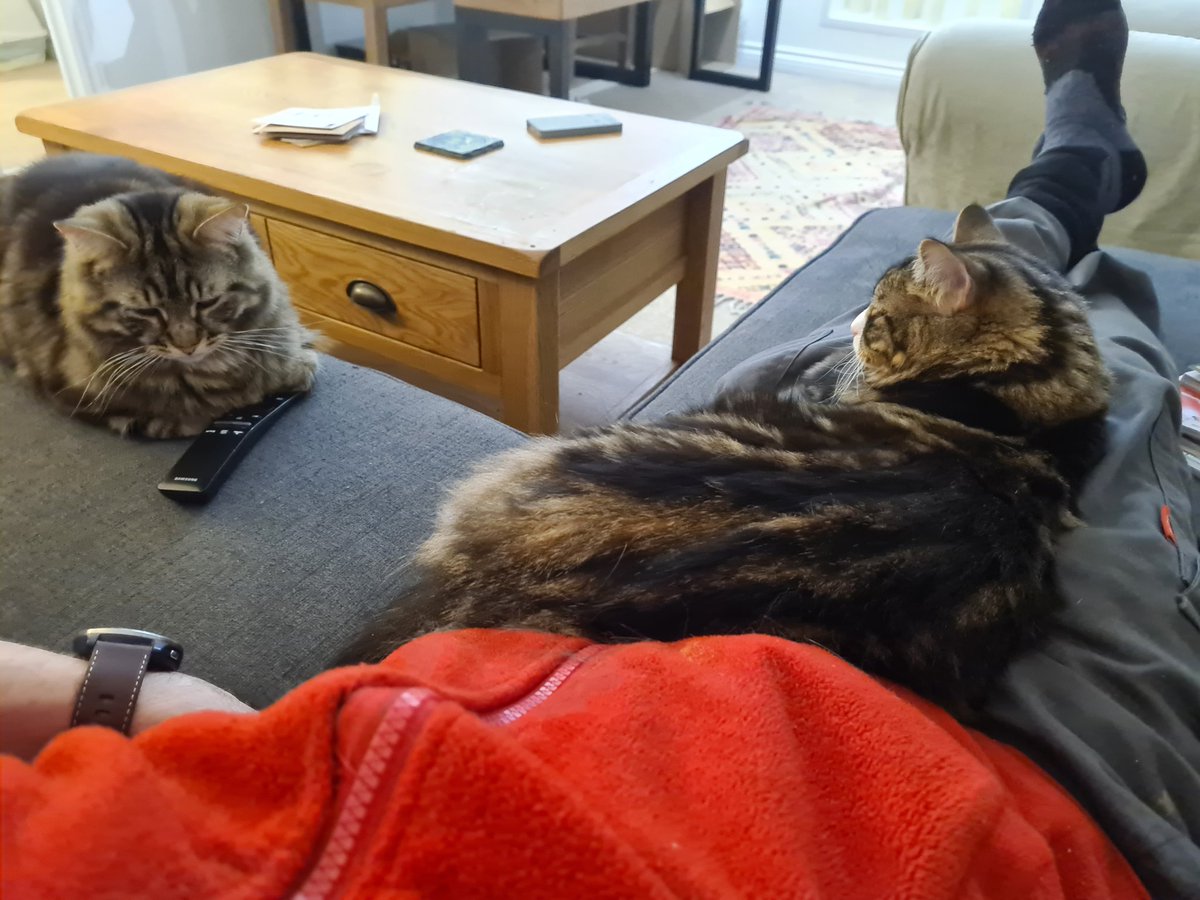 Sorry this lap is taken, please try again later #CatsOfTwitter #AdoptDontShop #Purrsday