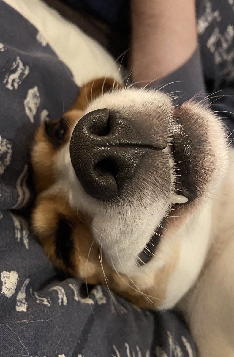 darkheart_smile's tweet photo. Whatever drug they gave our dog today - I want some! 🥴😂 #StonerDog #GoodDog #PainkillersAreTheShit https://t.co/jVXo9xctHY