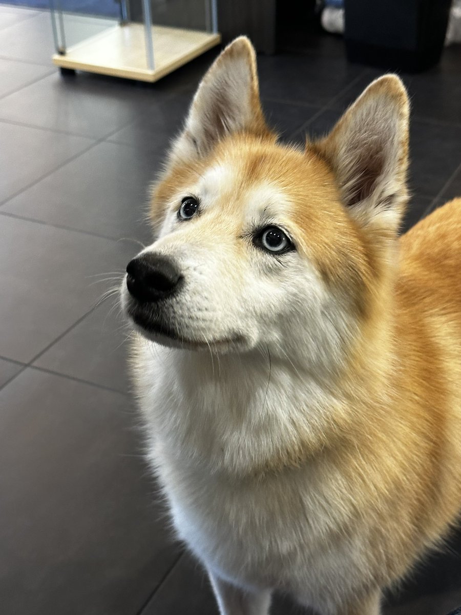 ShroakArts's tweet photo. @invader_down Here’s a dog from when I went to get my haircut a day or two ago https://t.co/qlK3ZgIlJn