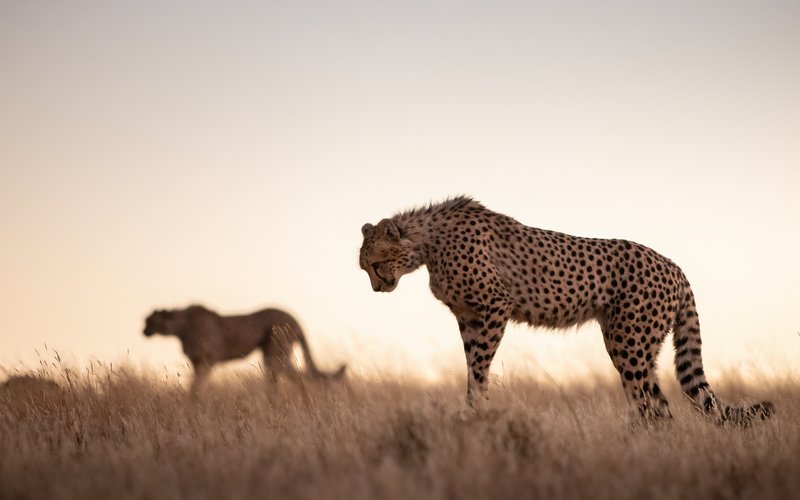 AfKaterina's tweet photo. 8/12.

Leopard in foliage @william_kaen 
Better Together @ByronGrobler https://t.co/S7IMoGxEkd