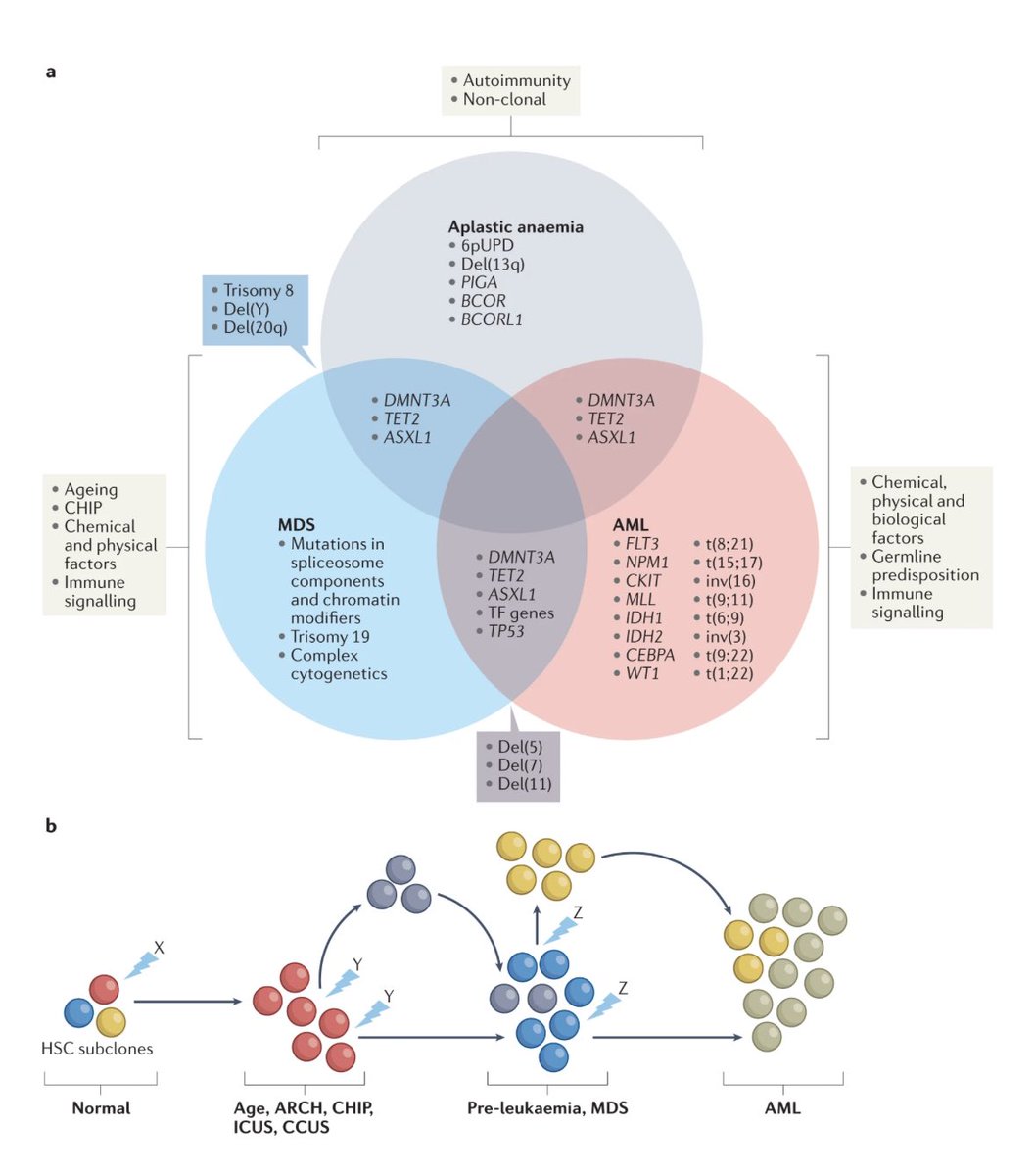 Excellent overview on MDS @DiseasePrimers @MikkaelSekeres @SylvesterCancer @UMiamiHealth |love the 🔗 fig depicting the relationship bet AA,MDS & AML #MedTwitter #mdssm #leusm