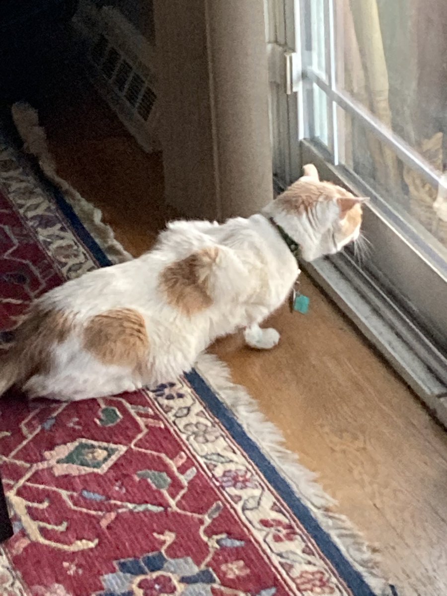 Soooooooo many victims but the peeps won’t let me out aaaaaagh! (Gal peep here the freezing temperatures + snow have brought many 🐀🐁 +🐤🐦🐧 to our porch &amp; the cats can’t go outside 😾😿)