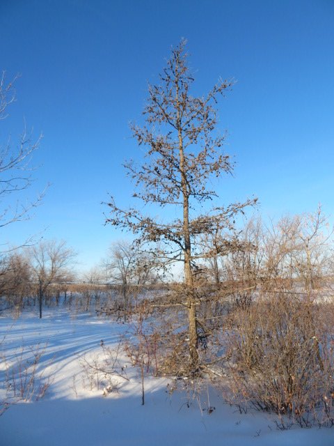 pattage23's tweet photo. A very pleasant walk towards/along river today. Thankful for a respite from snow, and some views of sunbeams.
#WinterWalks #yxeWinter
1/ https://t.co/QueZapPoTE
