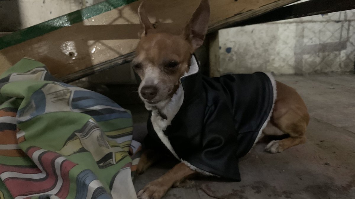 herrinsa's tweet photo. SERVICIO SOCIAL

Este perrito andaba vagando en el centro de Bogota, desubicado y asustado, está a salvo, ayudemos a encontrar a su dueño. @andreanimalidad @BogotAnimal @AnimalesBOG @AnimaPerdidoBog @ProteccionPonal @LocalizaM @losbuscamos_col @CarabinerosCol https://t.co/7nC4T893oI