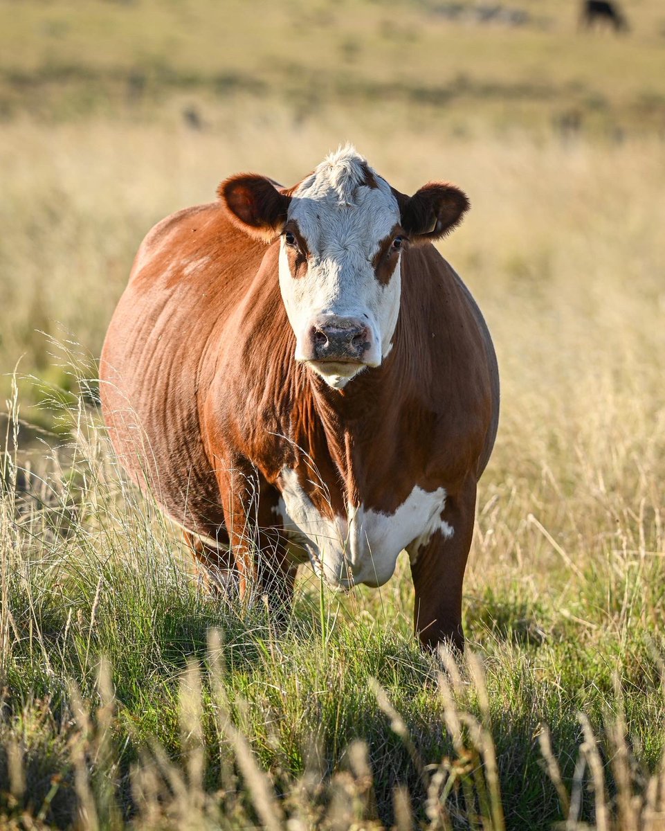 LasAnitasgen's tweet photo. Por finalizar otro entore muy seco en Durazno, #Uruguay 🇺🇾 

#Hereford #HerefordUruguay #PolledHereford #CampoUruguayo https://t.co/AdwEWZJ3bS